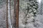 Snow covered pines, Green Valley Lake, California, USA Art Print